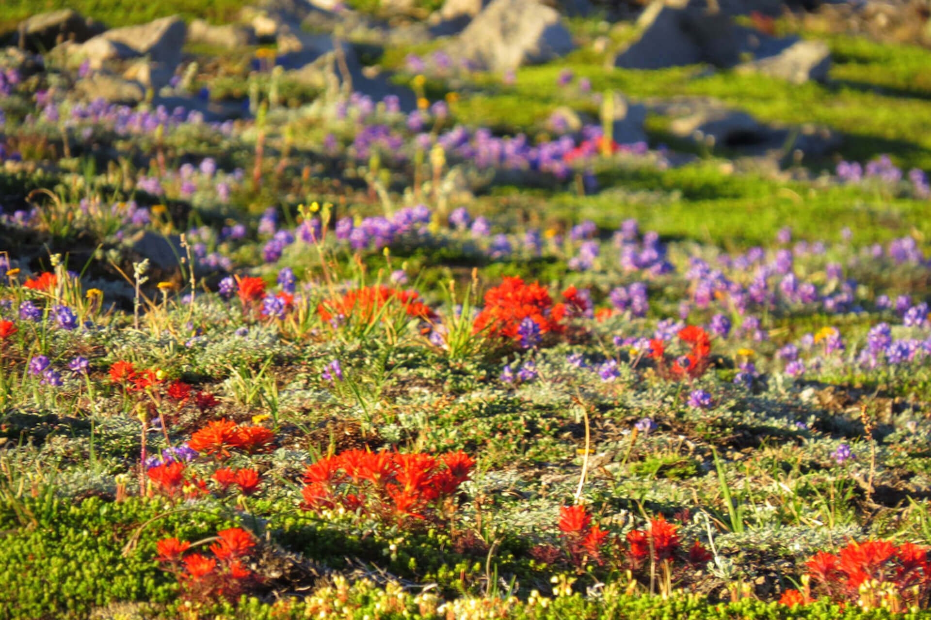 Red blooms can be seen along Washington wildflower hikes